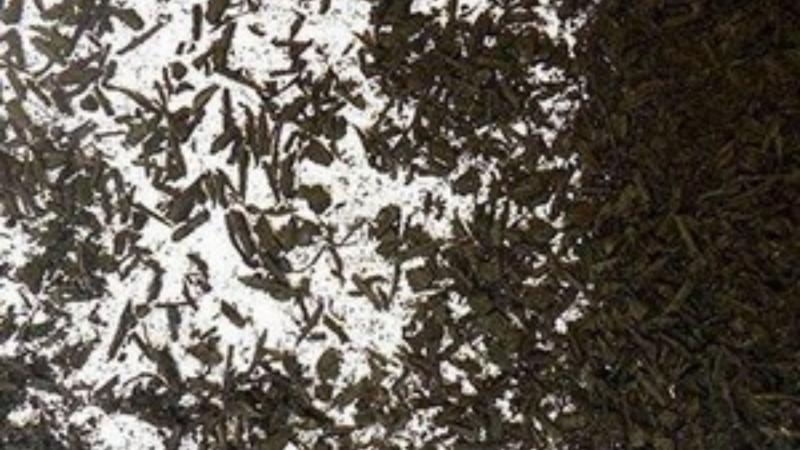 Raspa de pneu preço: Confira os Valores